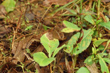 Küçük kahverengi bir kelebeğin yakın plan fotoğrafı bir taro yaprağının üzerinde ve arkasında Endonezya 'nın doğal güzelliği var..