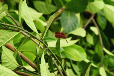 Yusufçuk böcek hayvanı yeşil yaprakların üzerinde ve doğal bir geçmişi var.