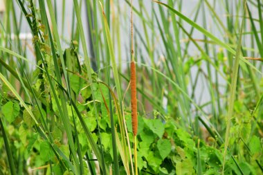 Yeşil ve gür çalıları olan pamuk bitkileri evin arkasındaki bahçede..