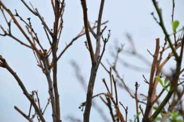 Kuruyan bir ağacın dalları çatıda, arka planda mavi bir gökyüzü var..