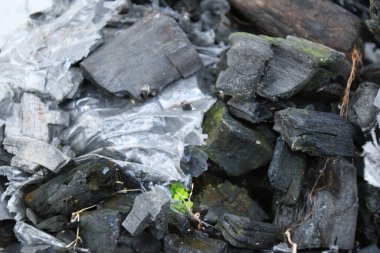 Hasarlı ve yosunla kaplı plastik bir torba içindeki tahtadan yapılmış siyah kömür..