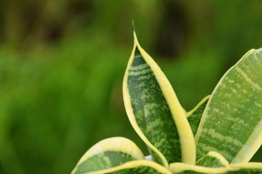 Tencerede Sansevieria çiçeğinin yakın plan fotoğrafı, çok detaylı, bulanık yeşil arka plan ile taze büyüyen.