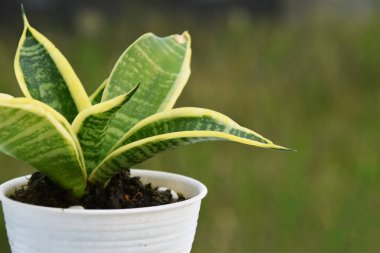 Tencerede Sansevieria çiçeğinin yakın plan fotoğrafı, çok detaylı, bulanık yeşil arka plan ile taze büyüyen.
