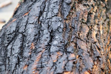 Koyu kahverengi ahşap dokusuna aşırı yakın plan, çok detaylı, arka plan için uygun..