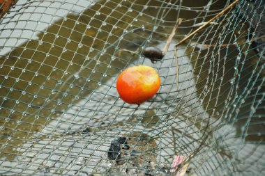 Hafifçe çürümüş bir domates, kumu filtrelemek için kullanılan metal bir ağın üzerinde oturur..