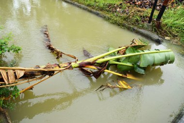 Düşen bir muz ağacı gövdesi Brebes, Central Java, Endonezya 'da bir köyde güzel bir nehre düşer..