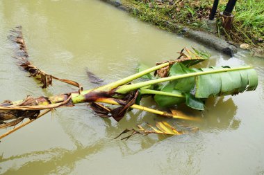 Düşen bir muz ağacı gövdesi Brebes, Central Java, Endonezya 'da bir köyde güzel bir nehre düşer..