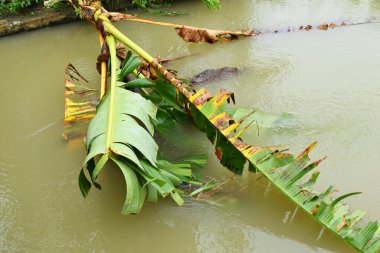 Düşen bir muz ağacı gövdesi Brebes, Central Java, Endonezya 'da bir köyde güzel bir nehre düşer..
