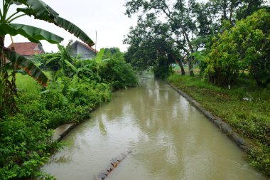 Brebes, Central Java, Endonezya 'nın bir bölgesinde birkaç ağacın bulunduğu küçük bir nehrin atmosferi..