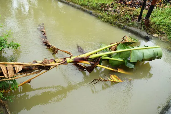 Düşen bir muz ağacı gövdesi Brebes, Central Java, Endonezya 'da bir köyde güzel bir nehre düşer..