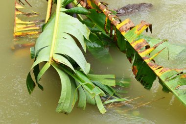 Düşen bir muz ağacı gövdesi Brebes, Central Java, Endonezya 'da bir köyde güzel bir nehre düşer..