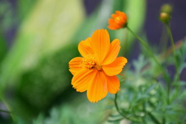 Sarı sülfür Kenikir çiçeğine yakın çekim yeşil ve güzel doğal bir arka plan ile taze ve güzel büyüyor..