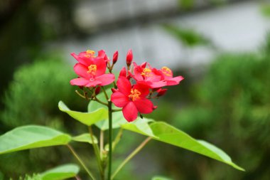Güzel kırmızı Peregrina çiçekleri evin ön bahçesinde taze yetişir. Üretici Ai