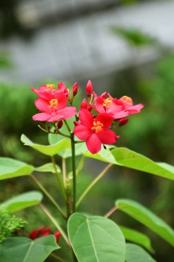 Güzel kırmızı Peregrina çiçekleri evin ön bahçesinde taze yetişir. Üretici Ai