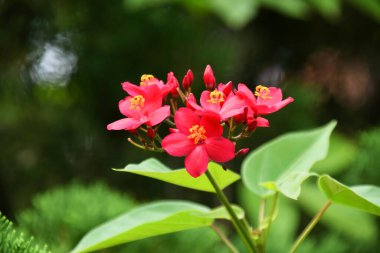 Güzel kırmızı Peregrina çiçekleri evin ön bahçesinde taze yetişir. Üretici Ai