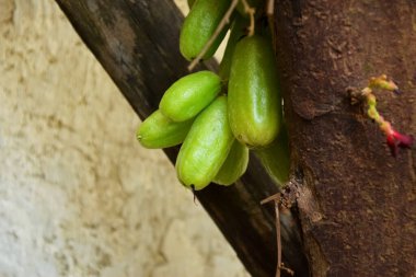 Gölgeli bir ağaçta yetişen bir grup küçük, yeşil, taze yıldız meyvesinin ayrıntıları ve yakınlığı.