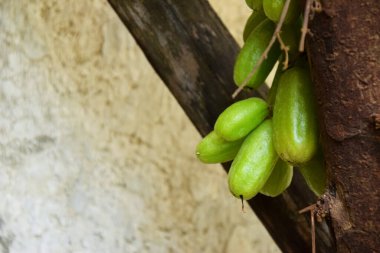 Gölgeli bir ağaçta yetişen bir grup küçük, yeşil, taze yıldız meyvesinin ayrıntıları ve yakınlığı.