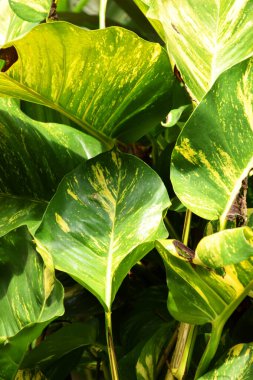 Endonezya 'da bir evin arka bahçesinde yetişen Altın Pothos yeşil yapraklarının yakın plan fotoğrafı..