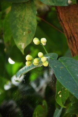 Bazı genç yeşil guava tomurcukları Endonezya 'da doğal bir ortamda bir guava ağacında çiçek açmaya ve büyümeye başlar..