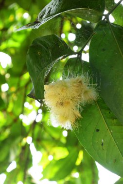 Bazı genç yeşil guava tomurcukları Endonezya 'da doğal bir ortamda bir guava ağacında çiçek açmaya ve büyümeye başlar..