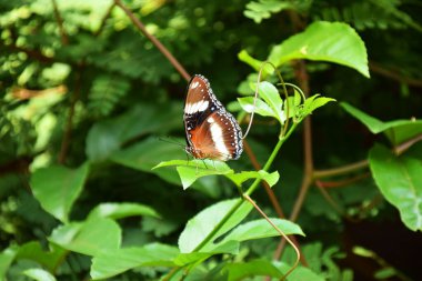 Yakın plan ve Endonezya 'da doğal bir geçmişi olan yeşil bir yaprağın üzerindeki güzel ve büyüleyici kahverengi kelebeğin ayrıntıları..