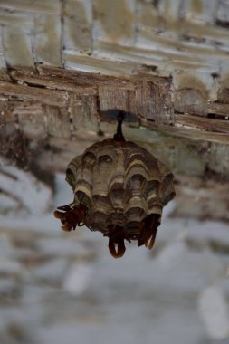 Beyaz ahşap bir çatıdan sarkan küçük bir eşekarısı yuvasına yaklaşıyoruz..