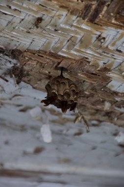 Beyaz ahşap bir çatıdan sarkan küçük bir eşekarısı yuvasına yaklaşıyoruz..