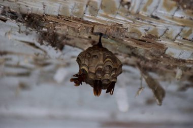 Beyaz ahşap bir çatıdan sarkan küçük bir eşekarısı yuvasına yaklaşıyoruz..