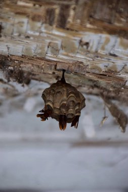 Beyaz ahşap bir çatıdan sarkan küçük bir eşekarısı yuvasına yaklaşıyoruz..