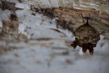 Beyaz ahşap bir çatıdan sarkan küçük bir eşekarısı yuvasına yaklaşıyoruz..