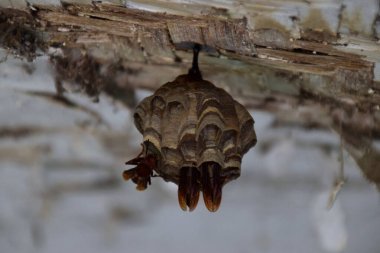 Beyaz ahşap bir çatıdan sarkan küçük bir eşekarısı yuvasına yaklaşıyoruz..