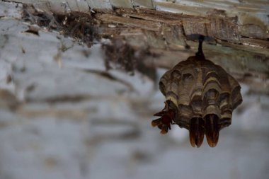 Beyaz ahşap bir çatıdan sarkan küçük bir eşekarısı yuvasına yaklaşıyoruz..