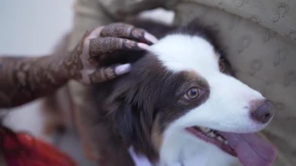 Hunde Bekommen Streicheleinheiten Von Besitzern Besitzerin Liebt Haustier — Stockvideo