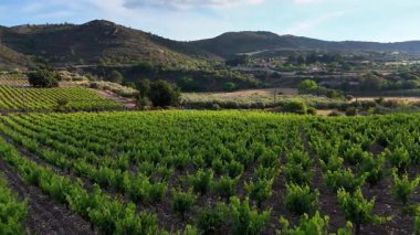 İnsansız hava aracı şarap üreticilerinin üzüm tarlalarının üzerinde uçuyor. Tarım alanları.