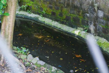 Asyalı bir bataklık timsahı hayvanat bahçesinin içindeki nehirde.