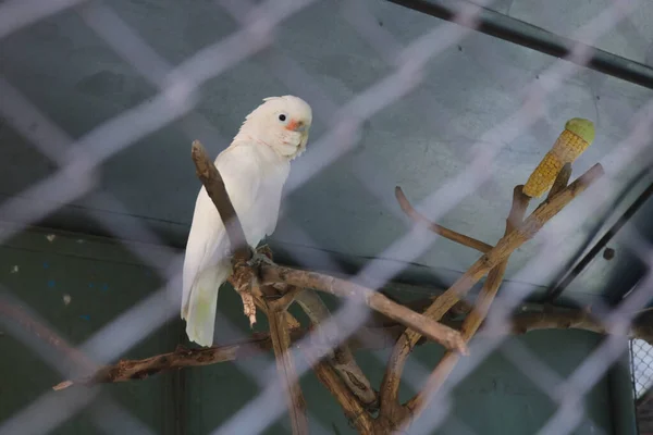 Tanimbar corella (Cacatua goffiniana), Endonezya 'daki Banda Denizi takımadalarının ormanlarına özgü bir papağan türüdür..