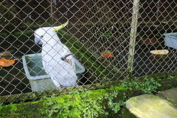 The cockatoo is one of 21 species of cockatoos in Canberra, Australia. This species is one of the birds with pretty good intelligence (Cacatuidae)