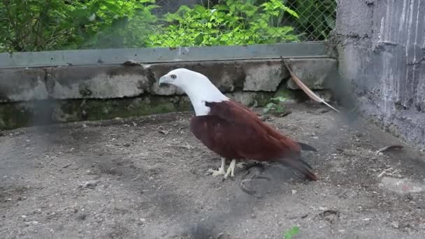 Bald Eagle Fence Captivity Enclosure — Stock Video