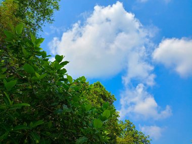 Yeşil yaprakları ve mavi gökyüzü arka plan.