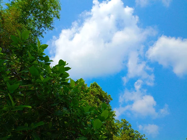 Grüne Blätter Und Blauer Himmel Hintergrund — Stockfoto