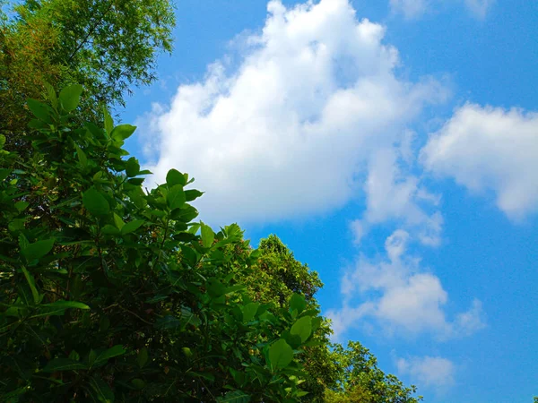 Liście Zielone Błękitne Niebo Tło — Zdjęcie stockowe