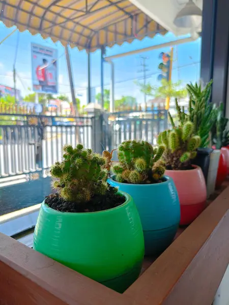 Cactus Flowers Pots Placed Next Window House Decoration — Stock Photo, Image