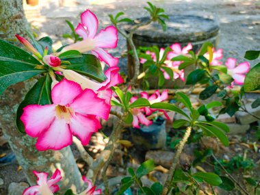 Çöl gülü, Sahte Azalea, Pembe bignonia, Impala zambağı 'nın 5 yapraklı pembe çiçekleri vardır, sulak, bonsai gibi sapları vardır, saksılara, Endonezya kırsalına ekilir..