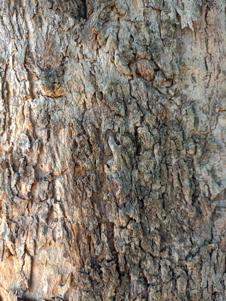 Close Árvore Casca Textura Como Fundo Madeira — Fotografia de Stock