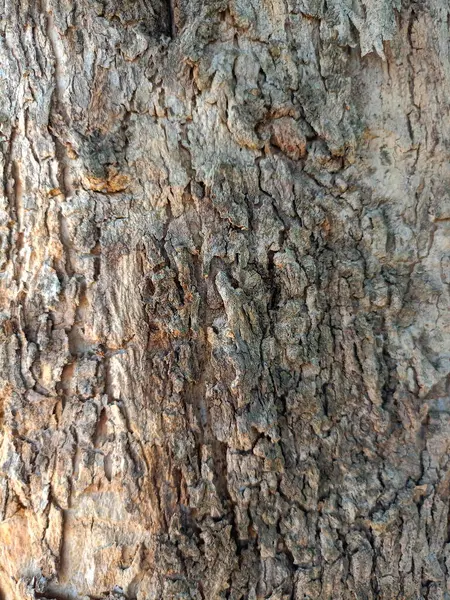 Närbild Träd Bark Struktur Som Trä Bakgrund — Stockfoto