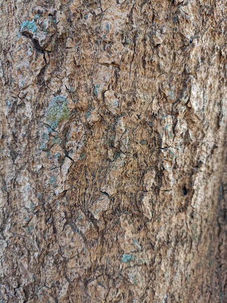 배경으로서 나무껍질의 질감을 닫으라 — 스톡 사진