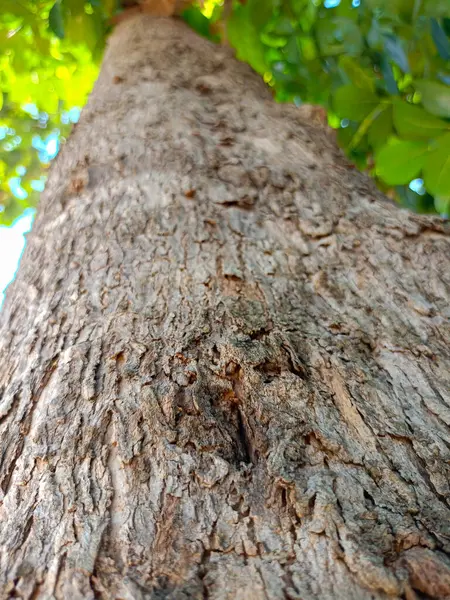 Meşe kabuğunun kabartmalı dokusu. Meşe dokusunun panoramik fotoğrafı. Ağaç gövdesinin kapanışı