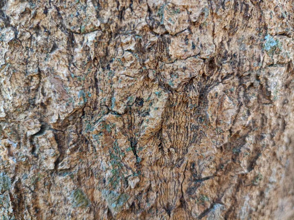 Embossed texture of the bark of oak. Panoramic photo of the oak texture. Closeup of tree trunk