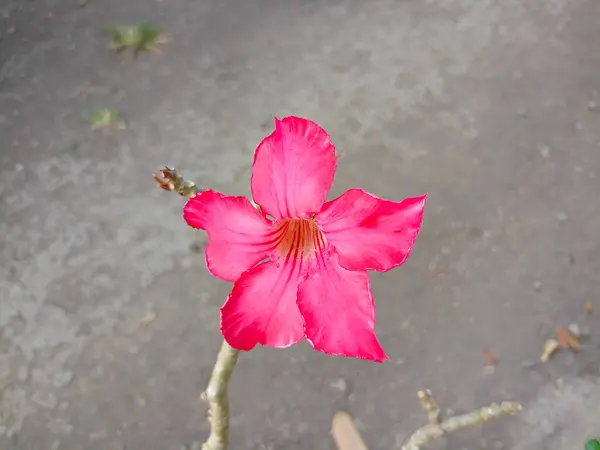 Adenyum çiçeği, pembe Impala zambağı, adenyum tropikal çiçek Pembe Adenyum ve çöl gül bitkisi Kamboja Jepang olarak da bilinir.