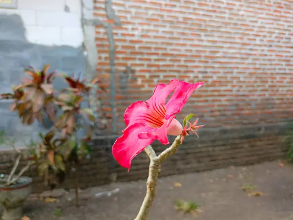 Adenyum çiçeği, pembe Impala zambağı, adenyum tropikal çiçek Pembe Adenyum ve çöl gül bitkisi Kamboja Jepang olarak da bilinir.